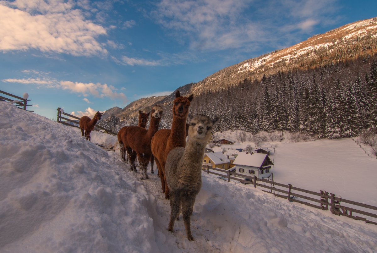 Weihnachtsshopping und Adventzauber